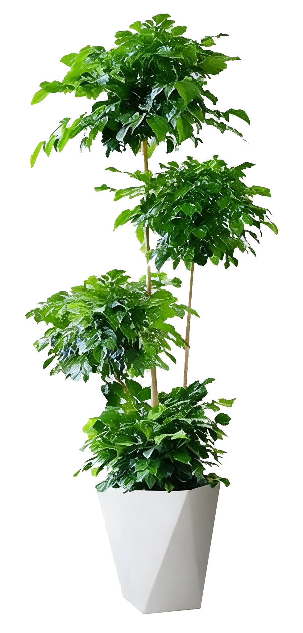 jimeng-2026-04-04-2179-图片1把图中植物抠出来成为透明背景
