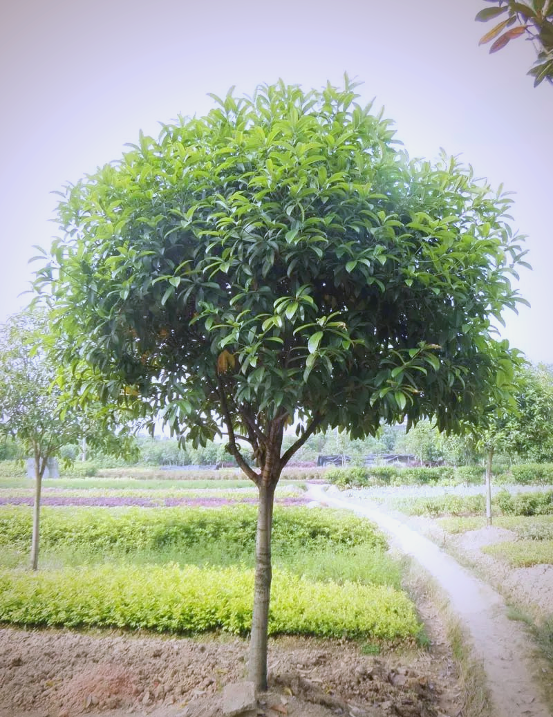 四季桂花树