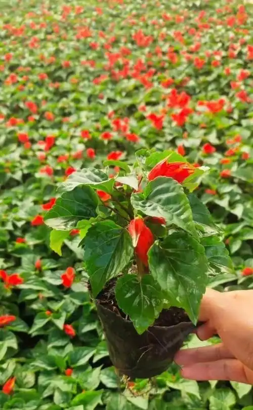一串红